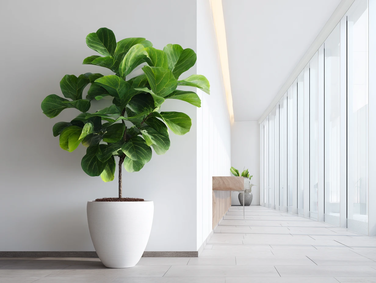 観葉植物